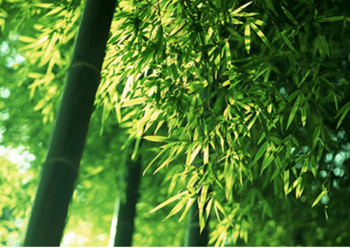 yy易游